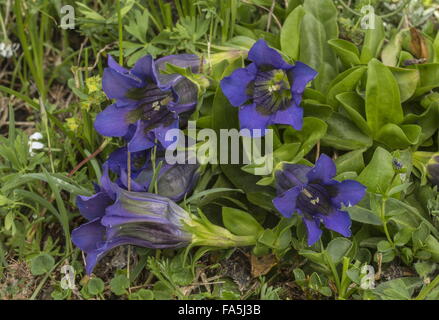 Trumpet Gentian or Stemless Gentian, Gentiana acaulis, in flower, Swiss Alps. Stock Photo