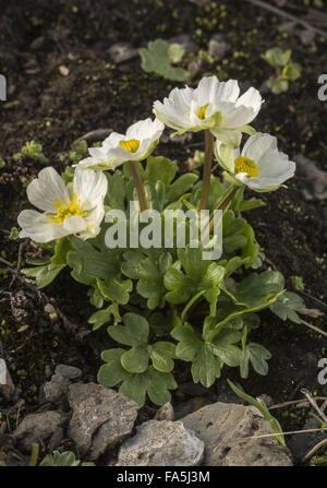 Alpine Buttercup, Ranunculus alpestris in flower at high altitude, Swiss Alps. Stock Photo