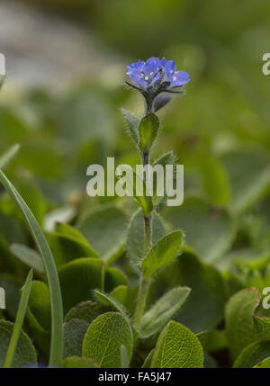 Alpine Speedwell, Veronica alpina in flower, high alpine pasture, Swiss Alps. Stock Photo