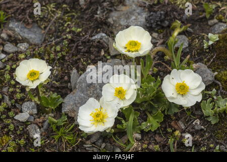 Alpine Buttercup, Ranunculus alpestris in flower at high altitude, Swiss Alps. Stock Photo