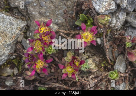 Two-flowered purple saxifrage,  Saxifraga biflora ssp. biflora in flower on high scree, Swiss Alps. Stock Photo