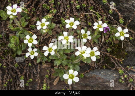 Scree Saxifrage, Saxifraga androsacea in flower in high snow-patch, Swiss Alps. Stock Photo
