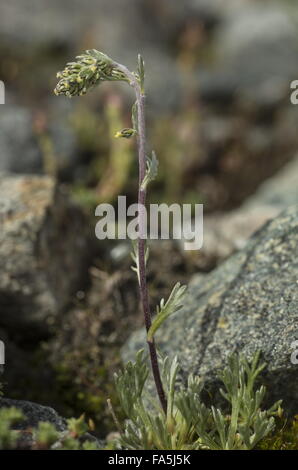 Yellow Genipi or White Genipi, in flower at high altitude in the Italian Alps. Stock Photo