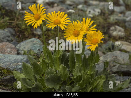 Tufted Leopard's-bane, Doronicum clusii in flower at high altitude on high morraine, Italian alps. Stock Photo