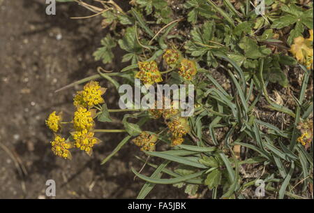 Three-veined Hare's Ear, Bupleurum ranunculoides, in flower in montane pasture, Italian Alps. Stock Photo