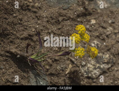 Three-veined Hare's Ear, Bupleurum ranunculoides, in flower in montane pasture, Italian Alps. Stock Photo