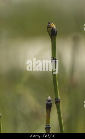 Variegated horsetail,  Equisetum variegatum, fertile fronds maturing. Stock Photo
