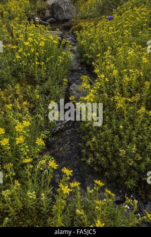 Yellow mountain saxifrage, Saxifraga aizoides growing along sides of mountain stream, Italian Alps. Stock Photo