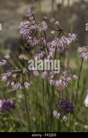 Nodding onion, Allium cernuum in flower, in garden; from North America. Stock Photo