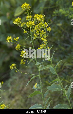 Perennial Rocket, Sisymbrium strictissimum in flower. Widely naturalised. Stock Photo