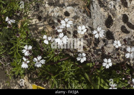 Alpine catchfly, Silene alpestris in flower in the italian Alps. Stock Photo