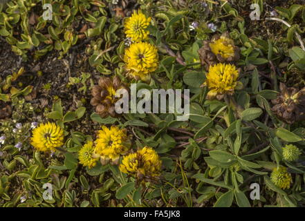 Brown Clover, Trifolium badium in flower in alpine pastures, France. Stock Photo