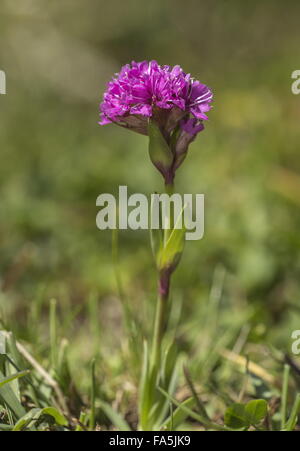 Alpine catchfly in flower in mountain turf. Very rare in uk. Stock Photo