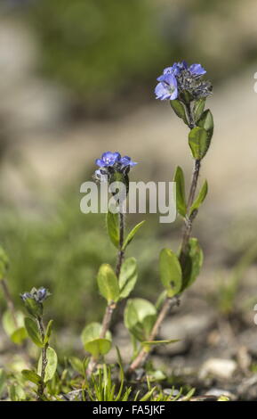 Alpine Speedwell, Veronica alpina in flower, french alps Stock Photo