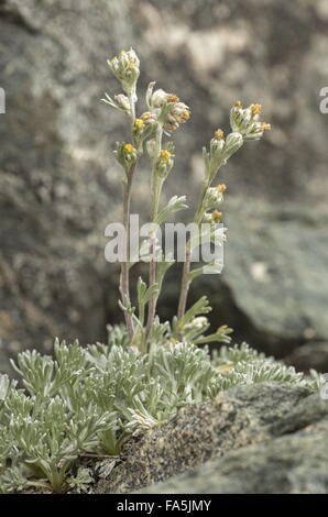 Yellow Genipi or White Genipi, in flower at high altitude in the Italian Alps. Stock Photo