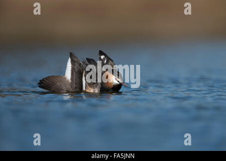 Great Crested Grebe / Great crestie / Haubentaucher ( Podiceps cristatus ) shows cat display, courtship display. Stock Photo