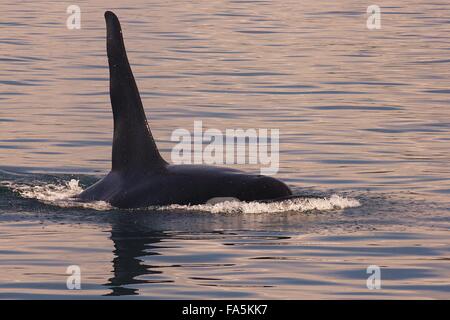 Northern Resident Killer Whale A38 surfacing in the Blackfish Sound off northern Vancouver Island, Canada