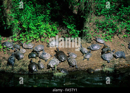 Red-eared turtles (chrysemys scripta) basking in the sun on the edge of a pond, Cervia Natural Park, Emilia Romagna, Italy Stock Photo