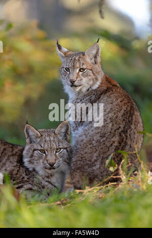Eurasian Lynx / Eurasischer Luchs ( Lynx lynx ) resting next to each other. Stock Photo
