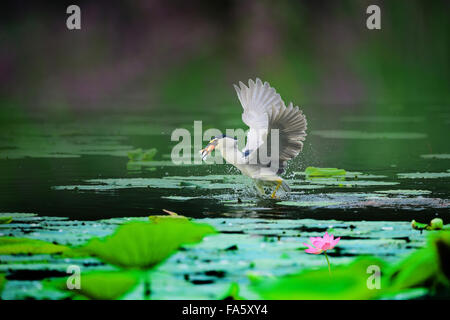 Pond Heron Stock Photo