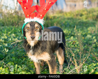 Cute mix breed dog with reindeer horns standing on the grass Stock Photo