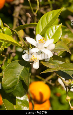 Common Mandarin, fruit, Gewöhnliche Mandarine, reife Früchte und Blüten am Baum, Frucht, Citrus reticulata, Le Mandarinier Stock Photo