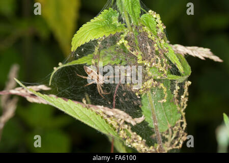 Fantastic fishing spider, Nursery web spider, Listspinne, List-Spinne, Raubspinne, Brautgeschenkspinne, Pisaura mirabilis Stock Photo