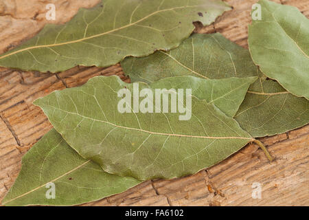 Bay Tree, Sweet Bay, Lorbeerbaum, Lorbeerblätter, Lorbeer-Baum, Echter Lorbeer, Edel-Lorbeer, Lorbeerblatt, Laurus nobilis Stock Photo