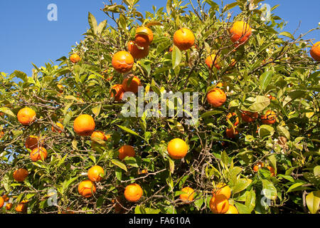 Common Mandarin, fruit, Gewöhnliche Mandarine, reife Früchte und Blüten am Baum, Frucht, Citrus reticulata, Le Mandarinier Stock Photo