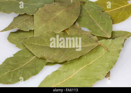 Bay Tree, Sweet Bay, Lorbeerbaum, Lorbeerblätter, Lorbeer-Baum, Echter Lorbeer, Edel-Lorbeer, Lorbeerblatt, Laurus nobilis Stock Photo