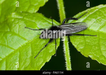 St. Mark's fly, march fly, male, Märzfliege, Märzmücke, Haarmücke, Männchen, Bibio marci, march flies, St.Mark's flies Stock Photo