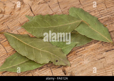 Bay Tree, Sweet Bay, Lorbeerbaum, Lorbeerblätter, Lorbeer-Baum, Echter Lorbeer, Edel-Lorbeer, Lorbeerblatt, Laurus nobilis Stock Photo