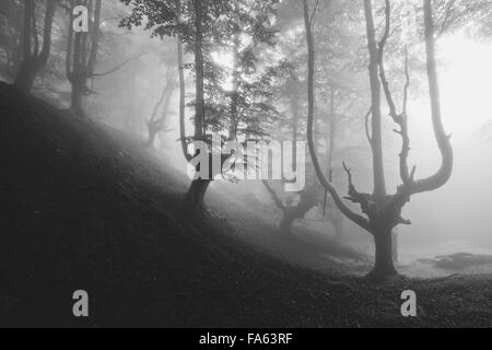 mysterious creepy forest in black and white Stock Photo