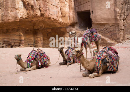 Camels in the Treasury Area, Petra, UNESCO World Heritage Site, Jordan Stock Photo