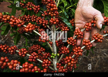 Plantation of conilon cafe in the rural town of Linhares, Espirito