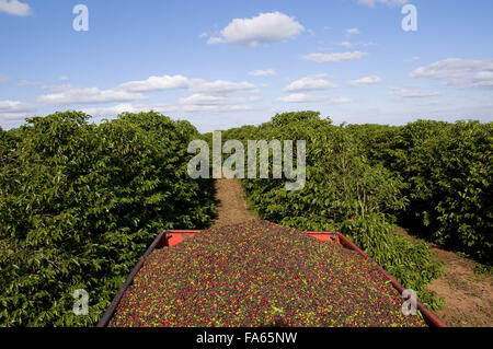 Cart with coffee beans in the middle of the coffee plantation Stock Photo