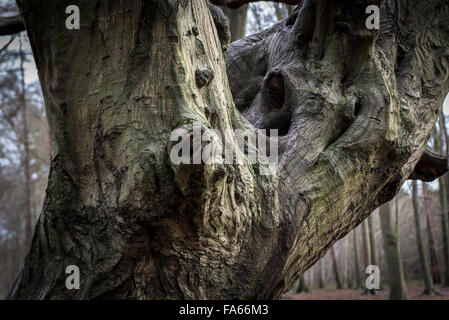 The bark of an old Beech tree in Thorndon Park woodland in Essex, England, United Kingdom. Stock Photo