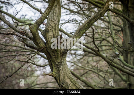 The branches of an old Beech tree in Thorndon Park woodland in Essex, England, United Kingdom. Stock Photo