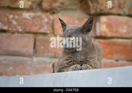 Portrait of beautiful alien cat sitting on a parapet Stock Photo