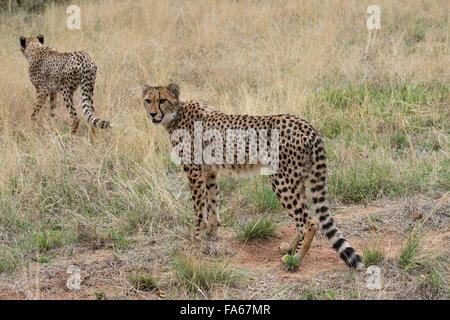 South Africa, Pretoria, De Wildt Shingwedzi Cheetah & Wildlife Preserve & Ann van Dyk Cheetah Center. Cheetahs. Stock Photo