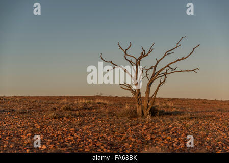 Tree in the Australian Outback Stock Photo