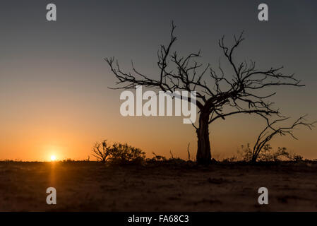 Tree in the Australian Outback Stock Photo