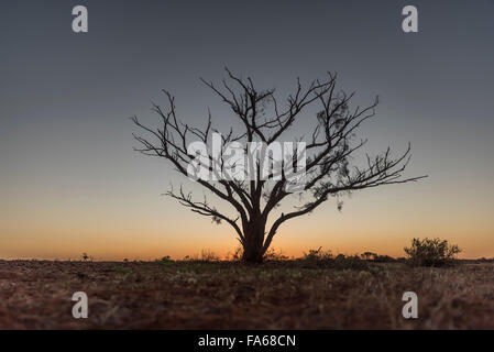 Tree in the Australian Outback Stock Photo