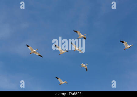 Bosque del Apache National Wildlife Refuge, Lesser Snow Geese (Chen Caerulescens Caerulescens), New Mexico, USA Stock Photo