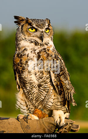 Handler holding Great Horned Owl Stock Photo