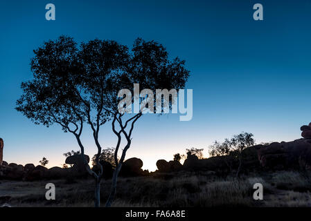 tree silhouette at sunset in the Australian outback Stock Photo