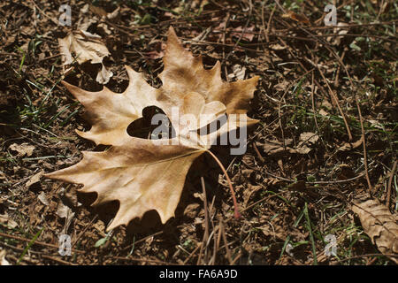 Autumn leaf on ground with heart shape cut out Stock Photo