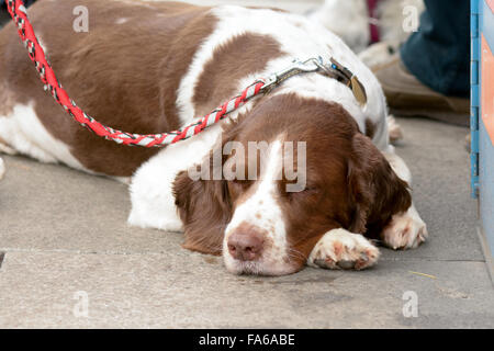 English springer spaniel dog asleep on the pavement as owners chat Stock Photo