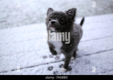 Chihuahua Dog playing in snow Stock Photo