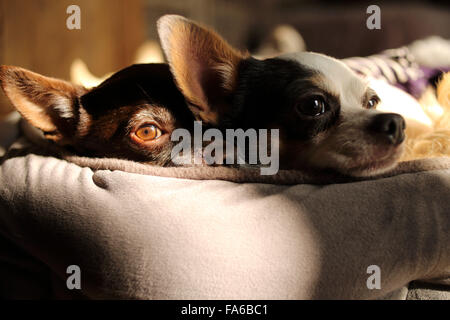Two dogs lying on bed Stock Photo